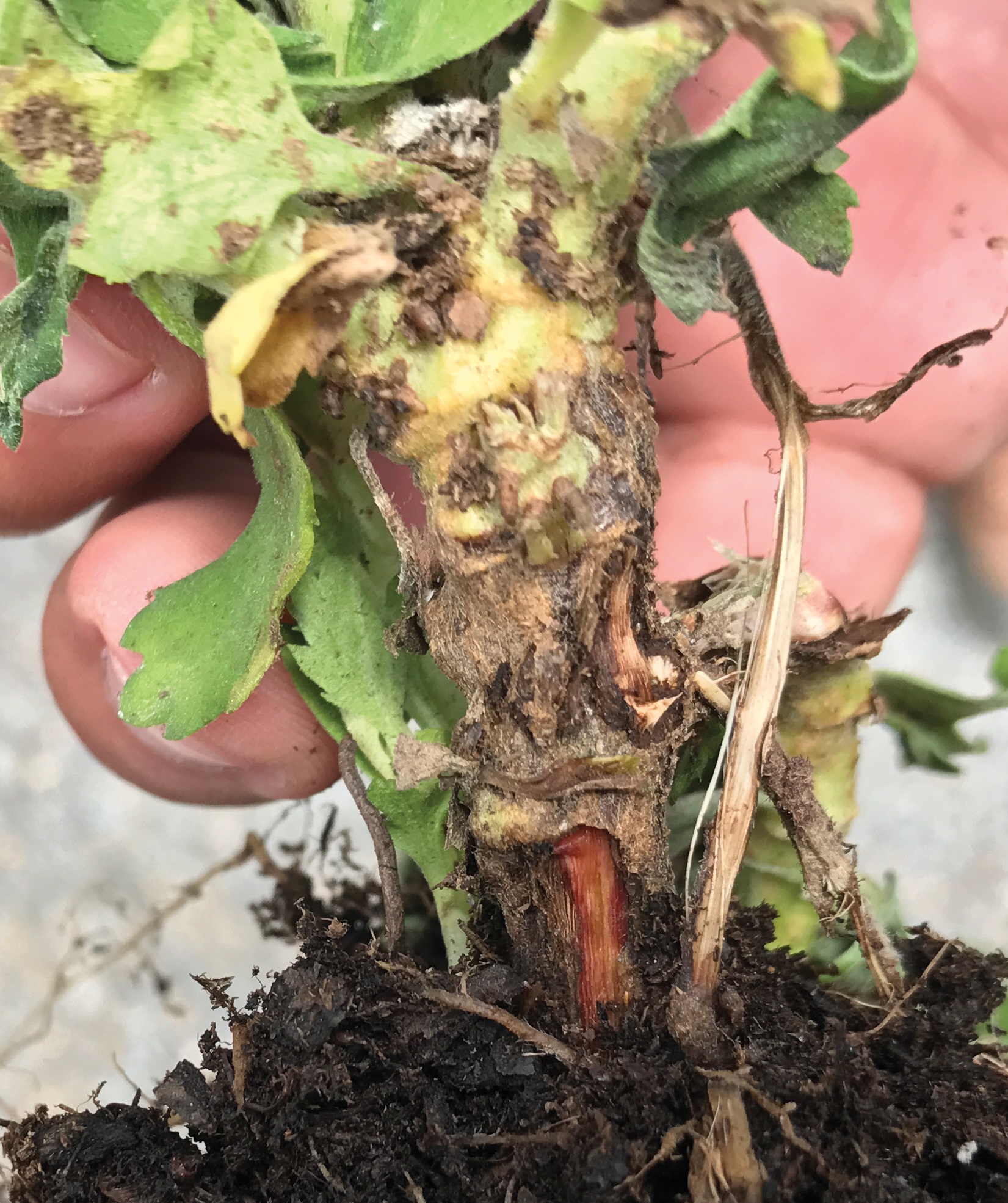 Internal vascular discoloration on mums